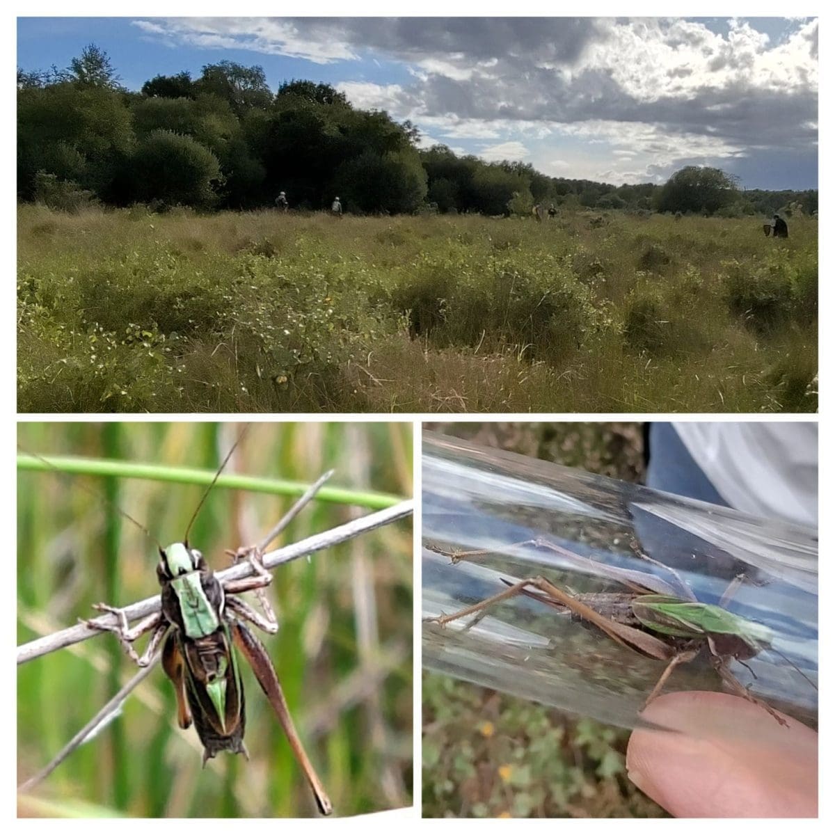 Supporting Species Recovery: Ross Holdgate Volunteers with Citizen Zoo to Protect the Bog Bush-Cricket