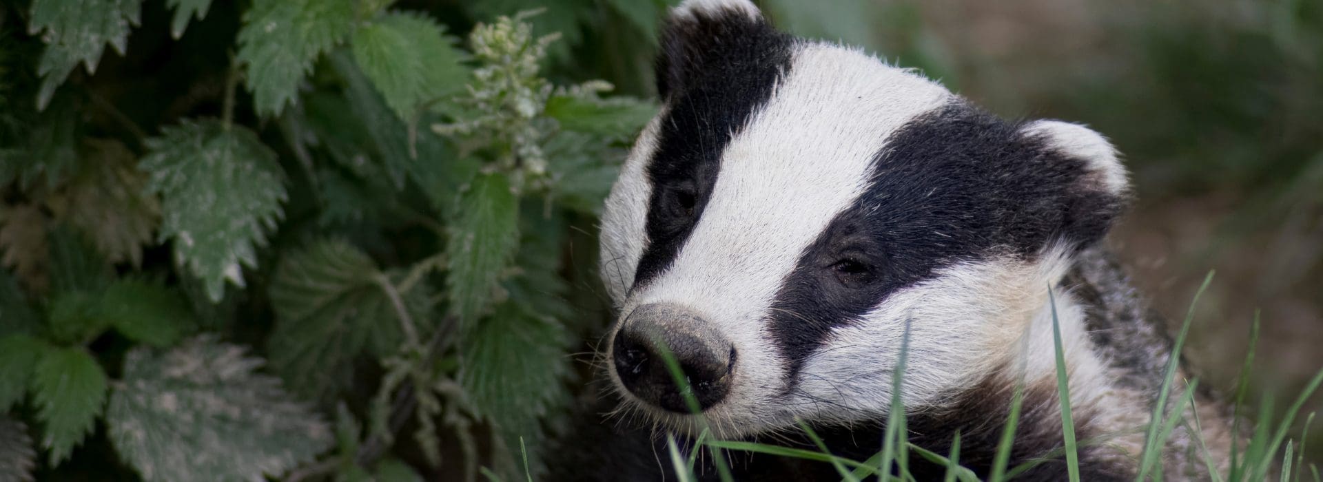 Common badger in green leaves